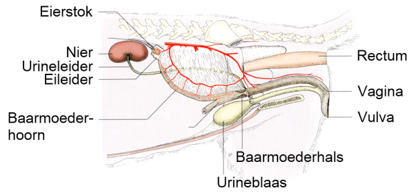 Vrouwelijke geslachtsorganen van de hond (teef).