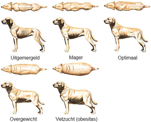 Lichaams conditie score hond