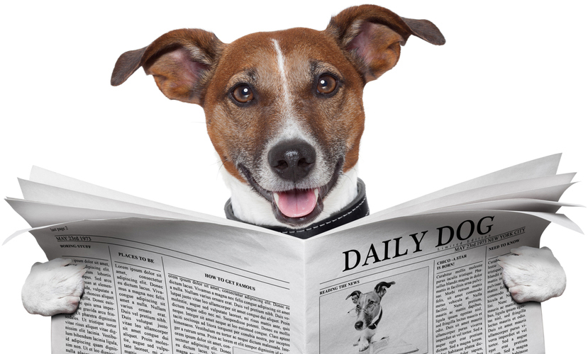 Hond leest nieuws uit krant