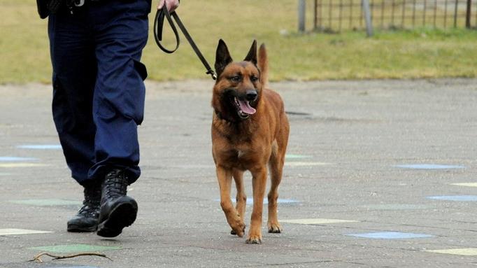 Autodief in Hardenberg gepakt door politiehond