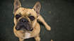 Ontsnapte hond op Schiphol gevangen