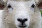 Hond richt slachting aan onder schapen in Steenwijkerwold