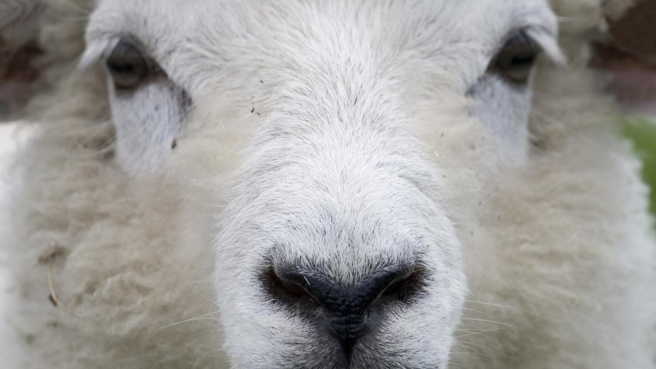 Hond bijt tien schapen dood in Steenwijkerwold