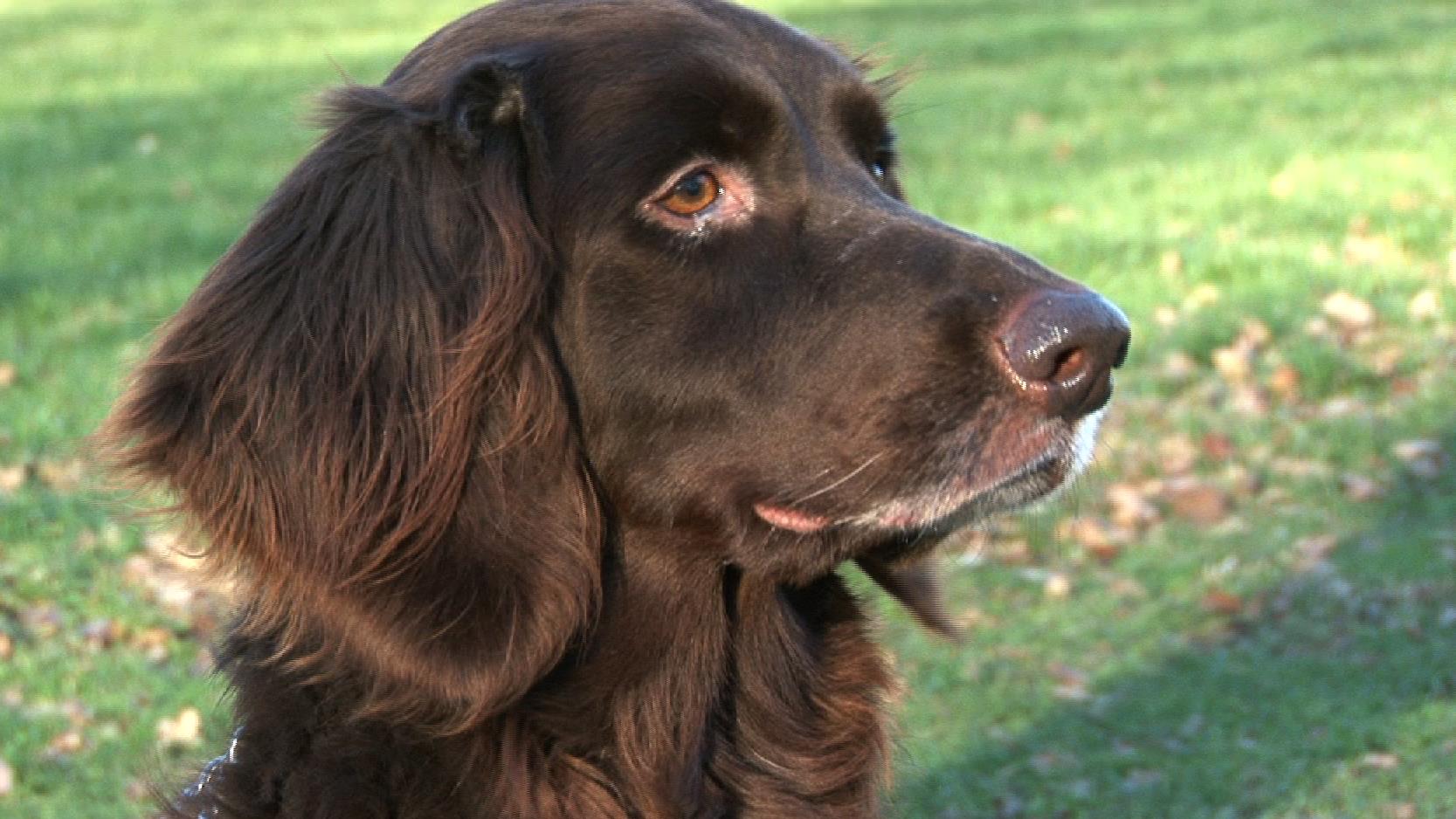 Gevonden hond Hardenberg terug naar fokker