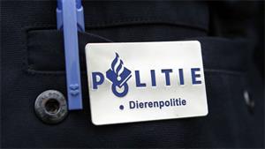 Loslopende hond bijt schaap dood langs Gastelsedijk West in Stampersgat