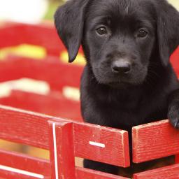 Opmerkelijk | Amerikaanse vrouw geeft puppy borstvoeding
