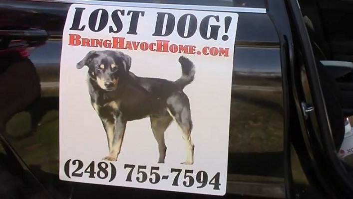 Hond ondanks zoektocht van 35.000 dollar nog altijd vermist