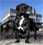 Amstelland | Veel reacties op doodgebeten hondje in Den Helder
