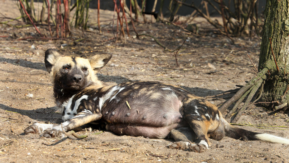 Pasgeboren wilde hondenpups in Artis via camera te zien