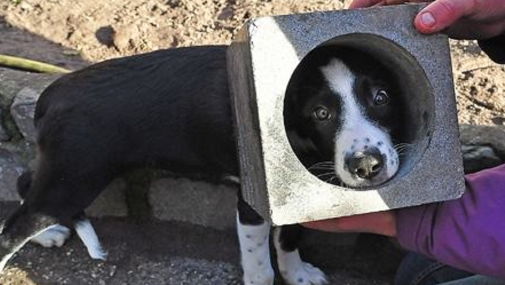 Brandweer bevrijdt hondje uit blok beton met afwasmiddel