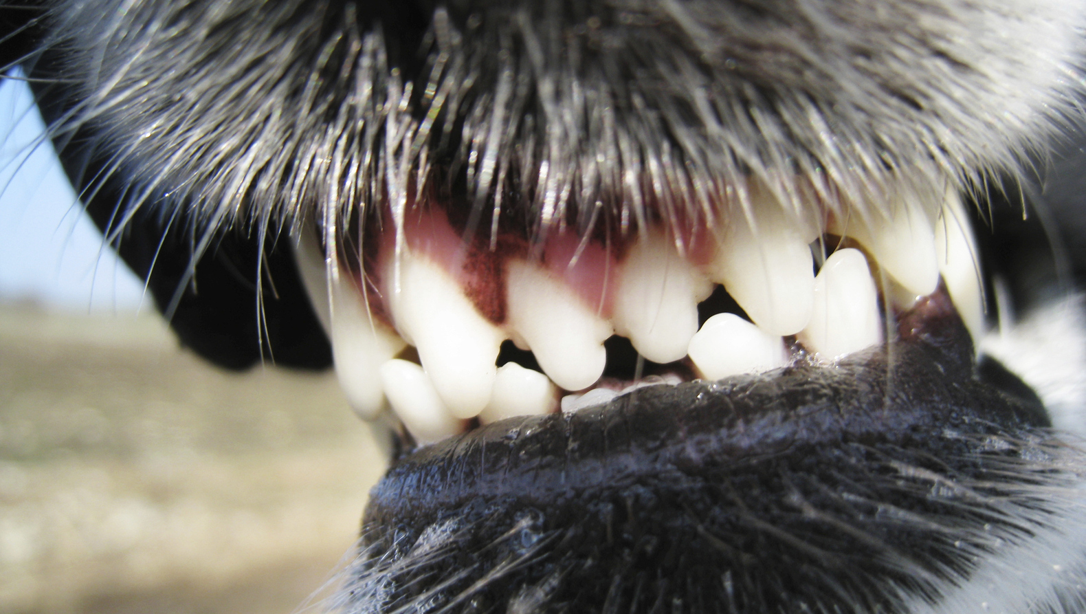 Bijtende hond verwondt drie mensen