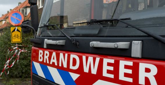 Hondje bevrijd uit blok beton