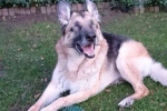 Salland | Tuchtklacht dierenarts na blind geworden hond