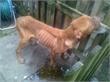 Tilburg | Dierenambulance opgeroepen voor zwaar verwaarloosde hond in Hasselt