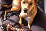 Epe | Uit Spanje gered hondje vindt gruwelijke dood in Epe