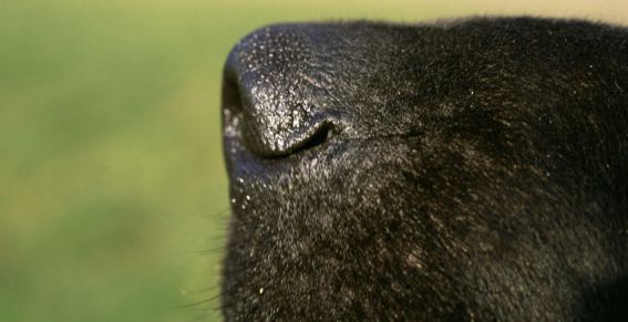 Labrador in Katwijk doodgebeten door zes andere honden