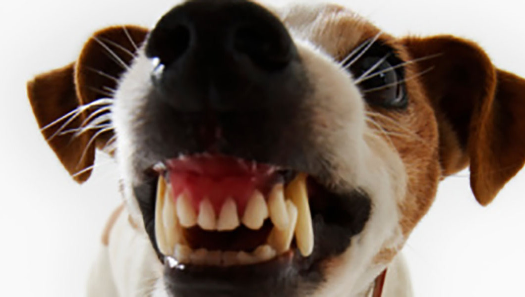 Baasje neergeschoten door hond