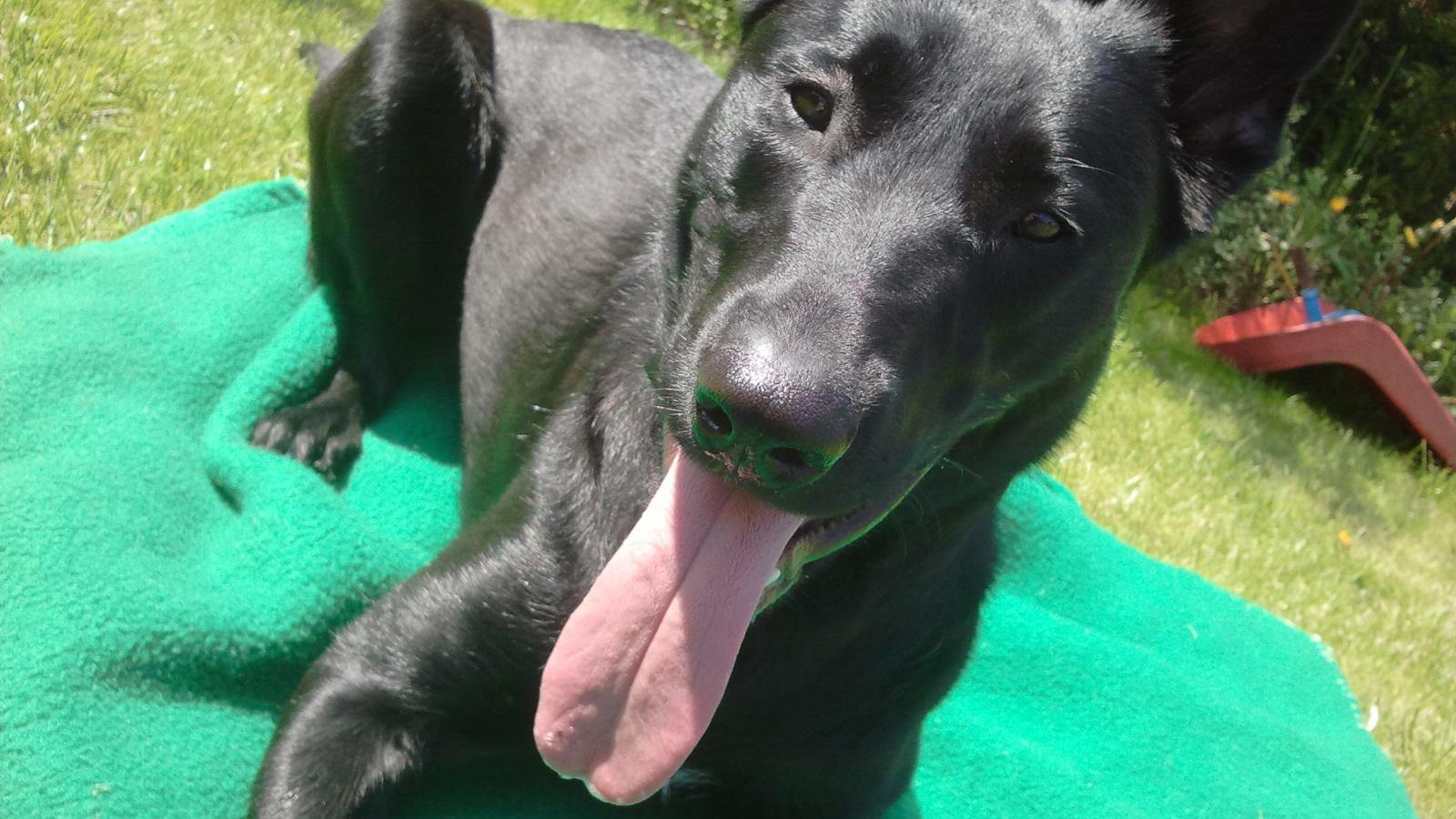 Hond die te snel werd verkocht door fokker uit Raalte gevonden in Verenigde Staten