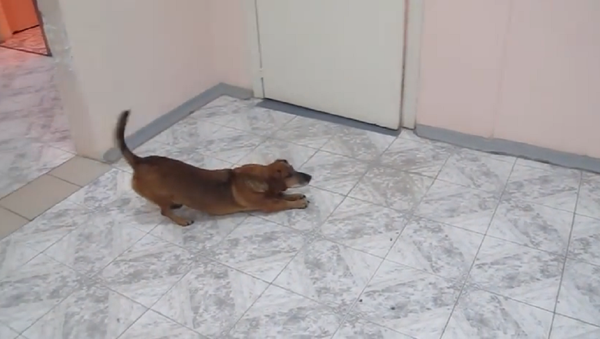 Ziekenhuis adopteert hondje dat al jaar tevergeefs op dode baasje wacht