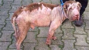 Eigenaar zwaar verwaarloosde hond in Asten nog niet gevonden