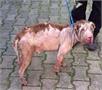 Helmond | Van wie was deze zwaar verwaarloosde hond?