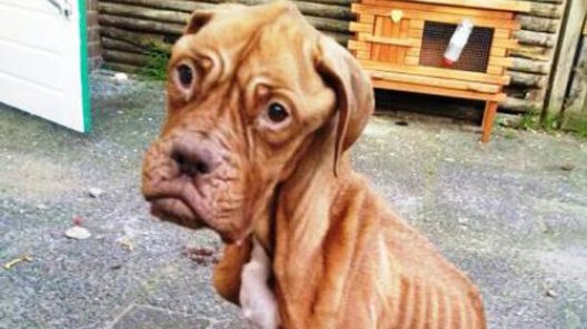 Sterk vermagerde hond weggehaald bij eigenaar