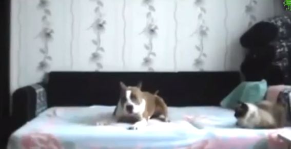 Grappige filmpje: hond mag niet op bed, maar zodra het baasje weg is...