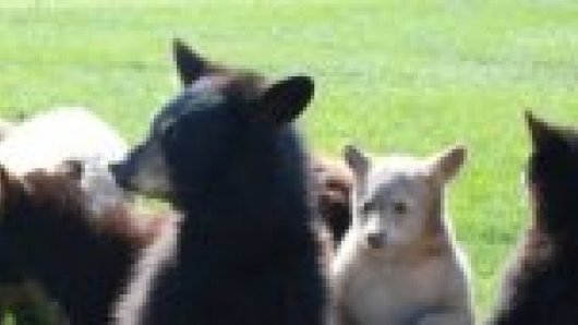 Smokkelaar met 22 beren: dit zijn honden