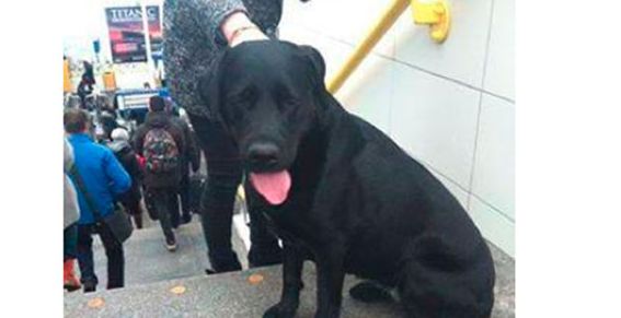 NS Twitterteam spoort baasje verdwaalde hond op