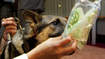 Politiehond vindt 2,5 miljoen euro