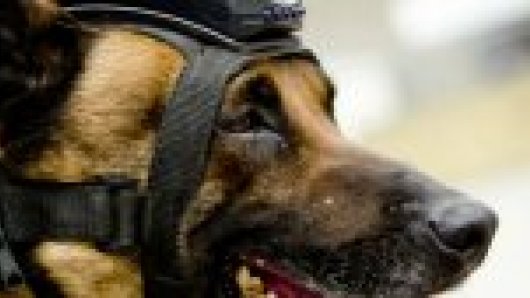 Speurhond politie vindt 2,5 miljoen euro