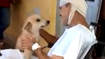 Hond wacht acht dagen op baasje voor ziekenhuis