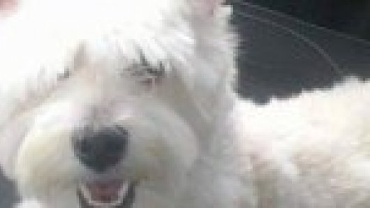 Man doodt hondje van ex-vriend