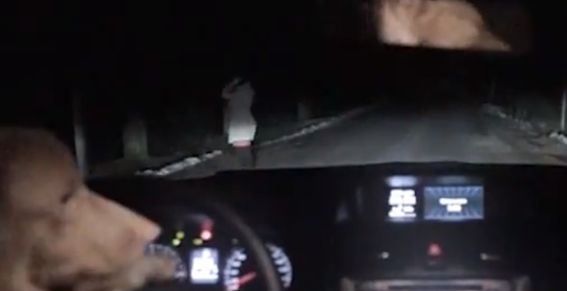 Video: Hond stopt auto en rijdt er zelf mee weg