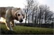 Tilburg | Controleurs hondenbelasting weer op pad