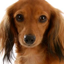 Opmerkelijk | Hond krijgt varkenshuid