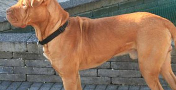 Gestolen hond van illusionist Rob Mollien dood aangetroffen