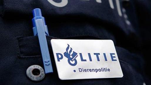 Dierenpolitie haalt in Enschede hond uit snikhete auto