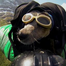 Opmerkelijk | Amerikaanse man maakt basejump met hond