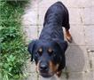 Helmond | Dierenpolitie neemt verwaarloosde hond in beslag