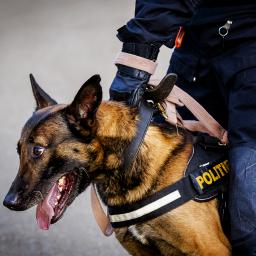 Algemeen | Meer incidenten met politiehonden