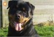 Eindhoven | Hond Diesel krijgt voorlopig nog geen spuitje