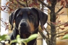 Inbrekers na zoektocht met hond aangehouden in Ravenstein
