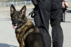 Politiehond neemt inbreker te grazen in Tilburg