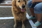 Politie haalt hond van A50 bij Veghel