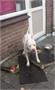 Rotterdam | Hond drie dagen vast op balkon in Lombardijen