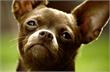 Eindhoven | Hongaar gooit chihuahuapuppy dood