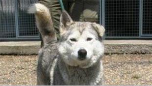 Loslopende agressieve Husky bijt hondje in Bergen op Zoom, hondje overleden
