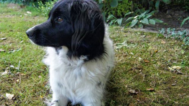 Hond die vluchtte na gestopte penalty is terecht
