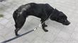 Waterweg | Hond in beslag genomen na 'langdurige verwaarlozing'